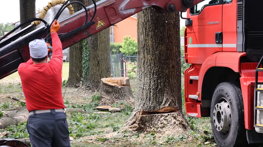Il taglio degli alberi dopo il passaggio del vandalo con la motosega