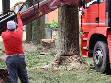Il taglio degli alberi dopo il passaggio del vandalo con la motosega