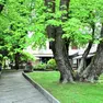 La villa assaltata dai rapinatori a Selvana, quartiere di Treviso