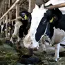 Il report di Greenpeace evidenzia una situazione critica in Veneto e in tutta l'area padana per le emissioni generate dagli allevamenti