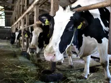 Il report di Greenpeace evidenzia una situazione critica in Veneto e in tutta l'area padana per le emissioni generate dagli allevamenti