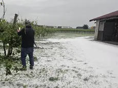 Un viticoltore di Cessalto controlla il vigneto colpito dalla grandine