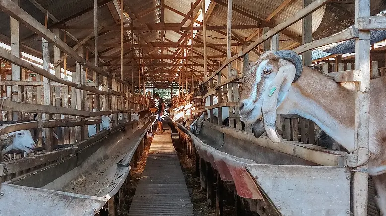 Un allevamento di capre dove era costratto a lavorare