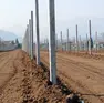 Rubate barbatelle per produrre il Prosecco a Crocetta del Montello