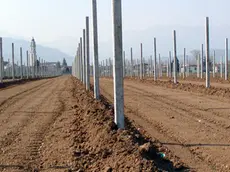 Rubate barbatelle per produrre il Prosecco a Crocetta del Montello