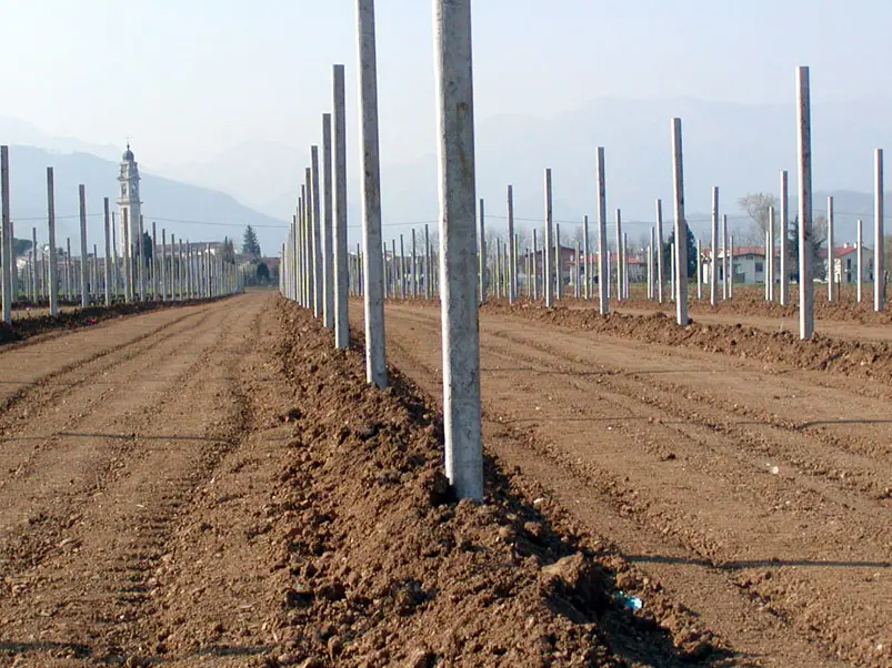 Rubate barbatelle per produrre il Prosecco a Crocetta del Montello