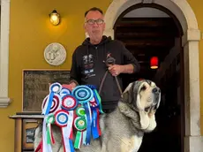 Il mastino spagnolo Hugo è il più bello al mondo