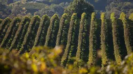 Una vigna