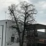 La magnolia morente che riaccende il dibattito nel centrodestra a Mogliano