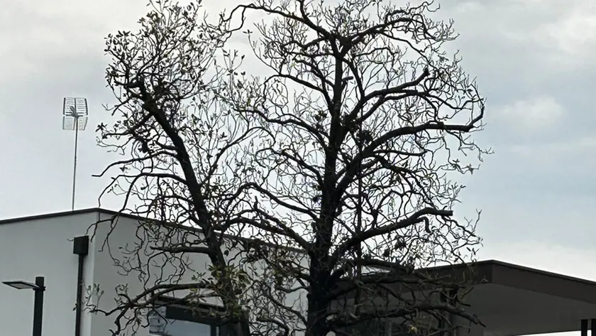 La magnolia morente che riaccende il dibattito nel centrodestra a Mogliano