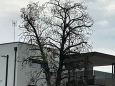 La magnolia morente che riaccende il dibattito nel centrodestra a Mogliano