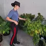 Una serra di marijuana (immagine d'archivio)