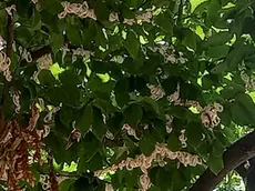 I filamenti di cocciniglia giapponese in corso Vittorio Emanuele