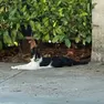 Il gatto Lampo