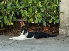 Il gatto Lampo