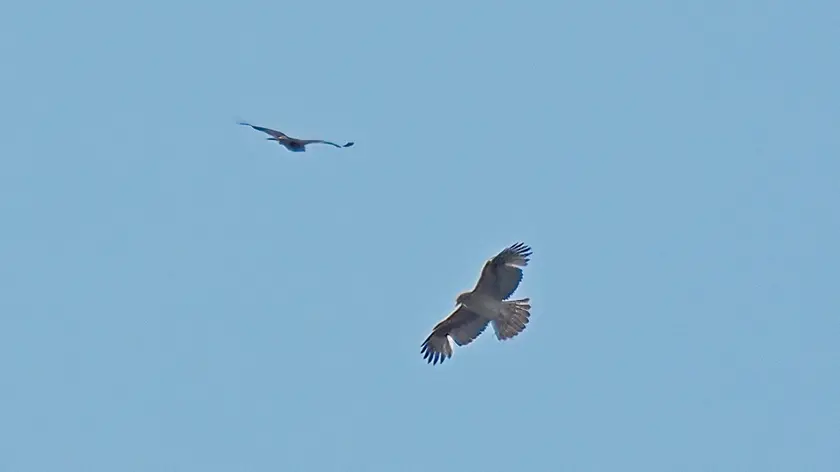 L'aquila di Bonelli, rarissimo rapace avvistato nel padovano
