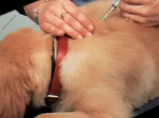 La vaccinazione ad un cane