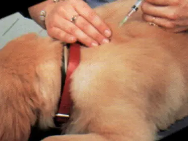 La vaccinazione ad un cane