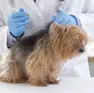 La vaccinazione su un cane
