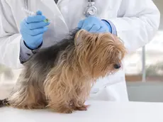 La vaccinazione su un cane