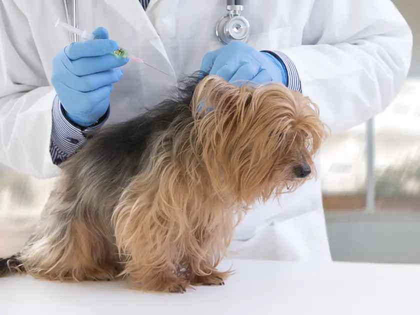 La vaccinazione su un cane