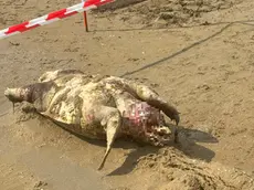 Tartaruga Caretta caretta trovata morta in spiaggia a Jesolo