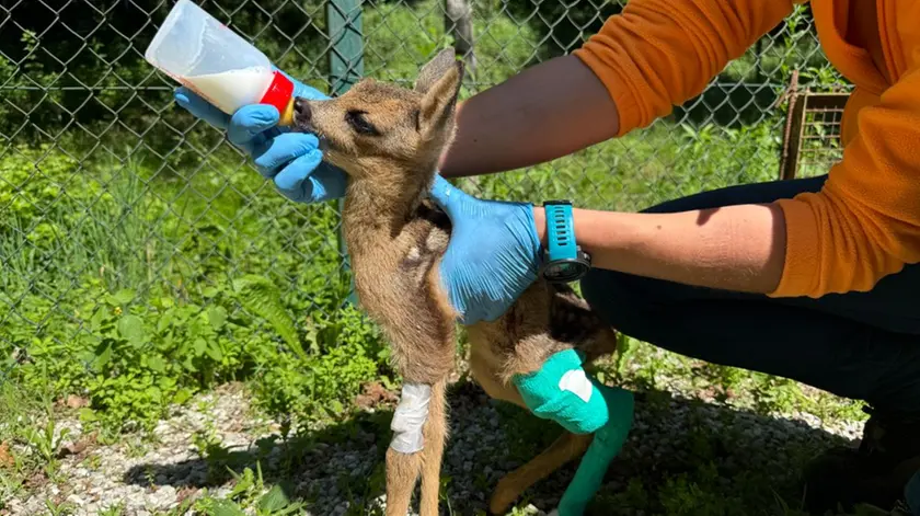 Le cure al cucciolo di capriolo da parte degli operatori del Cras di Belluno