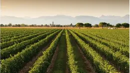 Prosecco, la denominazione su del 12,5 per cento