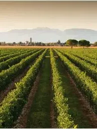 Prosecco, la denominazione su del 12,5 per cento