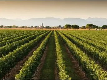 Prosecco, la denominazione su del 12,5 per cento