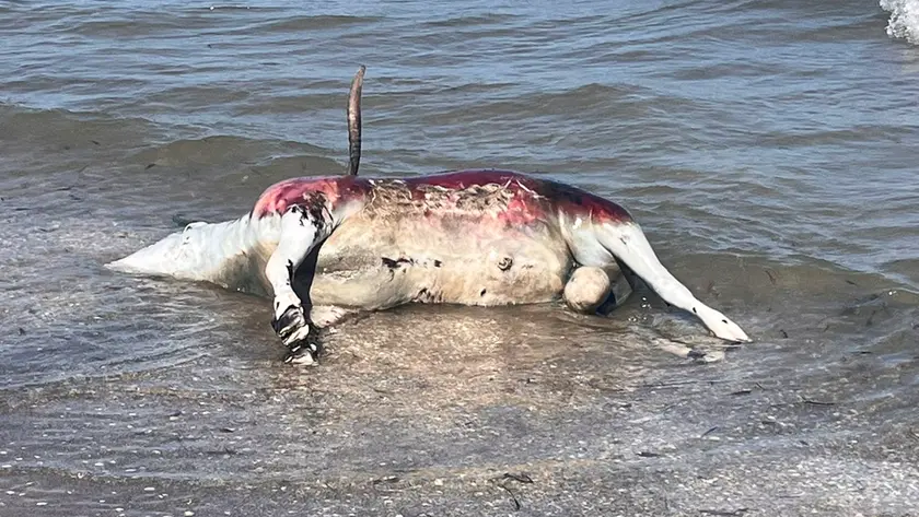 La carcassa dell'ariete spiaggiata a Sottomarina