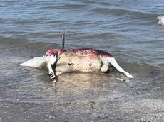 La carcassa dell'ariete spiaggiata a Sottomarina