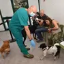 Vittorio Veneto, al via la campagna straordinaria di vaccinazione antirabbica per cani e gatti