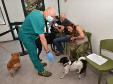 Vittorio Veneto, al via la campagna straordinaria di vaccinazione antirabbica per cani e gatti