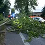 Sulla statale Pontebbana un albero è caduto invadendo una corsia