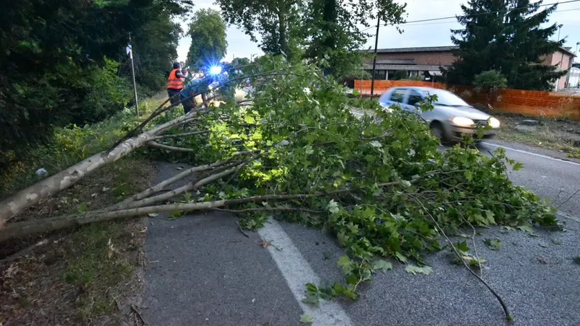 Sulla statale Pontebbana un albero è caduto invadendo una corsia