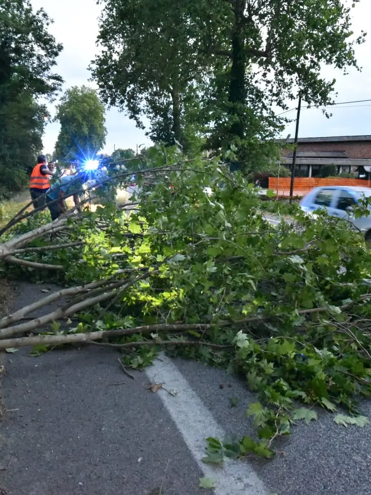 Sulla statale Pontebbana un albero è caduto invadendo una corsia