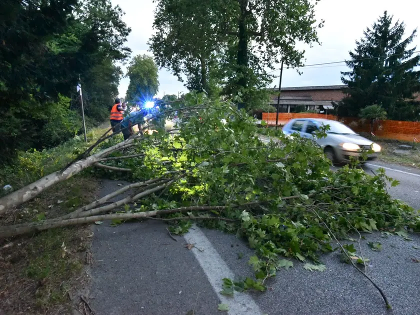 Sulla statale Pontebbana un albero è caduto invadendo una corsia