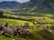 Colline del Prosecco