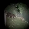 Orso M123 tra Veneto e Trentino