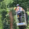 Nove alberi abbattuti lungo la sponda del Botteniga