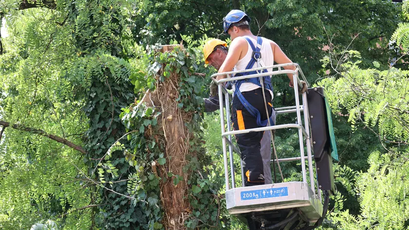 Nove alberi abbattuti lungo la sponda del Botteniga