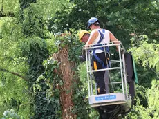 Nove alberi abbattuti lungo la sponda del Botteniga