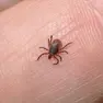 In provincia di Treviso il primo caso di malattia di Lyme, trasmessa dalle zecche