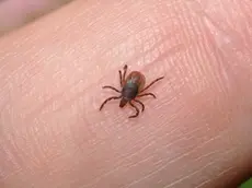 In provincia di Treviso il primo caso di malattia di Lyme, trasmessa dalle zecche