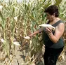 Gli effetti del gran caldo sul mais