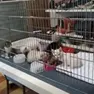 Abbandona 11 gattini in uno scatolone davanti al bioparco: fotografato lo scooter, è caccia al responsabile