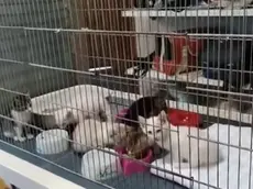 Abbandona 11 gattini in uno scatolone davanti al bioparco: fotografato lo scooter, è caccia al responsabile