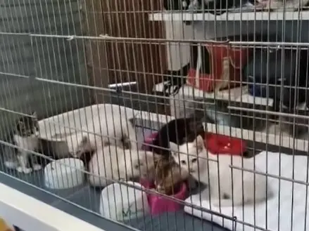 Abbandona 11 gattini in uno scatolone davanti al bioparco: fotografato lo scooter, è caccia al responsabile