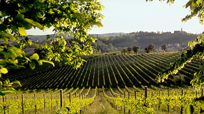 Le colline del Prosecco